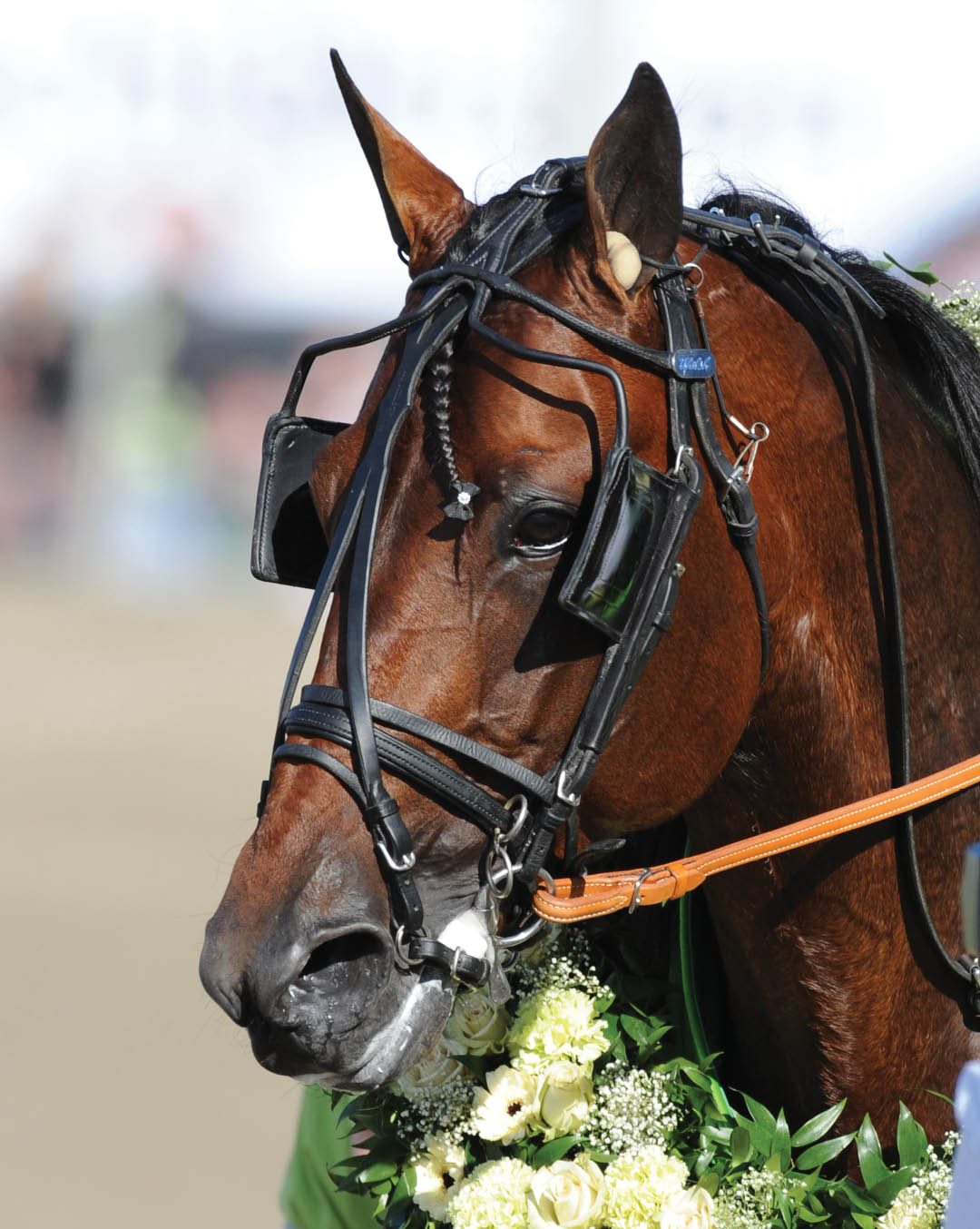 Iceland med krans efter segern i elitloppet 2010